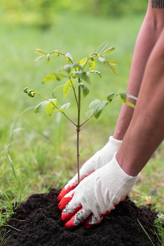 Hands tending a young sapling — the Living Marker
